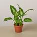 House Plant Shop Dieffenbachia Camille 'Dumb Cane' - 4" Pot | 10 H x 4 D in | Wayfair 4_DIEFFENBACHIA_CAMILLE