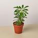 House Plant Shop Schefflera Moonlight 'Umbrella Plant'/4" Pot/Live Plant | 10 H x 4 D in | Wayfair 4_SCHEFFLERA_MOONDROP