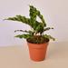 House Plant Shop Calathea Lancifolia 'Rattlesnake' - 4" Pot | 10 H x 4 D in | Wayfair 4_CALATHEA_RATTLESNAKE