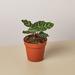 House Plant Shop Calathea 'Makoyana' - 4" Pot | 10 H x 4 D in | Wayfair 4_CALATHEA_MAKOYANA