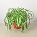 House Plant Shop Spider Plant 'Bonnie' - 6" Pot | 16 H x 6 D in | Wayfair 6_SPIDER_BONNIE