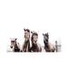 East Urban Home Iceland Horses Faxi & Fifi by Monika Strigel - Wrapped Canvas Photograph Print Canvas in Brown/White | Wayfair