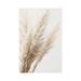 East Urban Home Pampas Reed III by Monika Strigel - Wrapped Canvas Photograph Print Canvas in White | 18 H x 12 W x 1.5 D in | Wayfair