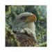 East Urban Home Bald Eagle - High & Mighty by Collin Bogle - Wrapped Canvas Graphic Art Canvas | 12 H x 12 W x 0.75 D in | Wayfair
