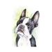 East Urban Home Boston Terrier Puppy by George Dyachenko - Wrapped Canvas Painting Canvas | 18 H x 12 W x 1.5 D in | Wayfair