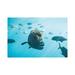 East Urban Home Maori Wrasse Underwater Nature Fish Reef by James Vodicka - Wrapped Canvas Photograph Canvas in Blue/Green/White | Wayfair