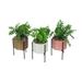 Artificial Succulents With Ceramic Planters And Metal Stands (Set Of - 8 X 3.5 X 3.5 inches