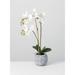 Sullivans Artificial Potted Orchid 24.5"H Green - 12"L x 12"W x 24.5"H