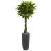 6' Money Artificial Tree in Gray Cylinder Planter (Real Touch) - 28"W x 28"D x 72"H