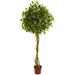 6' Ficus Artificial Topiary Tree UV Resistant (Indoor/Outdoor) - 32"D x 32"H x 72"H