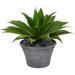 22" Agave Succulent Artificial Plant in Gray Planter