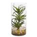 Air Plant Artificial Succulent in Glass Vase - 12"H x 6"W x 6"D