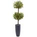 6' Olive Double Tree in Gray Cylinder Planter - 22"D x 22"W x 72"H