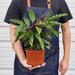 House Plant Shop Calathea Rufibarba 'Furry Feather' - 6" Pot | 16 H x 6 D in | Wayfair 6_CALATHEA_FURRY.FEATHER