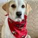 Disney Dog | Disney Mickey Pirates Of Caribbean Dog Bandana | Color: Red | Size: Os