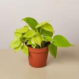 House Plant Shop Philodendron 'Neon' - 4" Pot | 10 H x 4 D in | Wayfair 4_PHILODENDRON_NEON