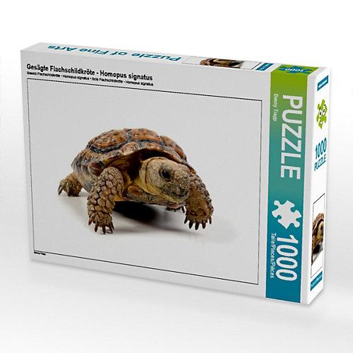 Puzzle Gesägte Flachschildkröte - Homopus signatus Foto-Puzzle Bild von Benny Trapp Puzzle