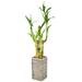 Arcadia Garden Products Low Maintenance 2.5" Bamboo Plant Desktop Plant in a Wood Pot | 2.5 H x 2.5 D in | Wayfair LV23