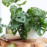 American Plant Exchange Monstera Adansonii Swiss Cheese, 6-Inch Pot, Live Indoor Houseplant, Easy Care in Black | 12 H x 8 D in | Wayfair