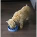 Outward Hound Fun Feeder Slow Bowl, Slow Feeder Dog Bowl Plastic (affordable option) in Blue | 1.5 H x 8.5 W x 8.5 D in | Wayfair 67830