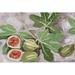 Bayou Breeze Decorative Fig I Canvas in Green/Orange | 8 H x 12 W x 1.25 D in | Wayfair 353CACCC64A145BC825D92BD21269A8C