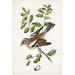 Red Barrel Studio® Antique Bird, Botanical & Egg II Canvas in Brown/Green | 12 H x 8 W x 1.25 D in | Wayfair 48877D7592124A8AA033BD07BE498062