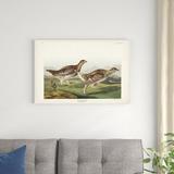 Red Barrel Studio® Pl 382 Sharp-Tailed Grouse Canvas in White | 24 H x 36 W x 1.25 D in | Wayfair 2F5BC23BE2EE4D509D4A1C0C16A2B081