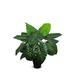 Primrue Faux Botanical Taro in Green Finish 30" Height Silk/Plastic | 33 H x 36 W x 34 D in | Wayfair 6DBC825190C242E293FCEA00745F266D