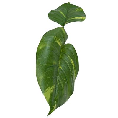 Komodo Jumbo Guiana Plant Jumbo, X-Large