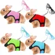 Ensemble de laisse en émail SFP pour animaux de compagnie furet overd'Inde lapin hamster chiot