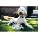 Lucky Dog Dog Bowl Metal/Stainless Steel (easy to clean) in Green | 2.76 H x 7.24 W x 7.24 D in | Wayfair SSBI5-UR0710