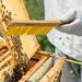 Honey Keeper 14" Beehive Brush w/ Wooden Handle Wood in Brown/Yellow | 3 H x 0.5 W x 14 D in | Wayfair BEE-TOOL-BBR16