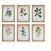 Framed Winter Foliage (Set of 6) 10.5"L x 14.25"H Paper/Wood/Glass - 10.5"L x 14.25"H