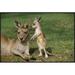 East Urban Home 'Eastern Gray Kangaroo Mother w/ Joey, Australia' Photographic Print, Wood in Brown/Green | 18" H x 24" W x 1.5" D | Wayfair