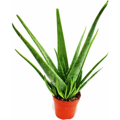 Aloe vera - ca. 4-5 Jahre alt - 15cm Topf