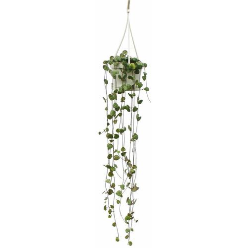 Exotenherz - Zimmerpflanze zum Hängen - Ceropegia woodii - Leuchterblume - 10cm Ampel