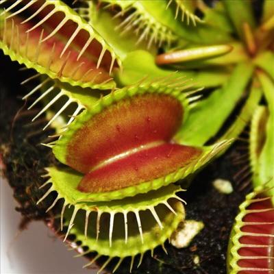 Venusfliegenfalle - Dionaea muscipula - 9cm Topf