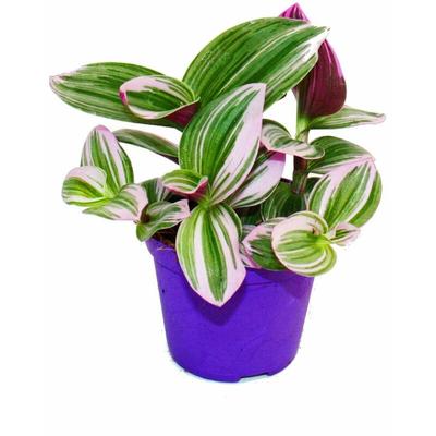 Dreimasterblume - Tradescantia Nanouk - pflegeleichte hängende Zimmerpflanze - 9cm Topf - pink