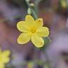 Pépinières Naudet - Jasmin d'Hiver (Jasminum Nudiflorum)