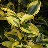 Elaeagnus panaché Gilt Edge/Pot de 3L