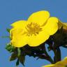 Potentille Arbustive 'Goldfinger' (Potentilla Fruticosa 'Goldfinger')