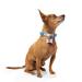 The Artist Blue Striped Small Dog Collar, X-Small/Small