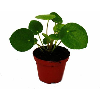 Mini - Pilea peperomioides - Glückstaler - Chinesischer Geldbaum - Bauchnabelpflanze im 5,5cm Topf