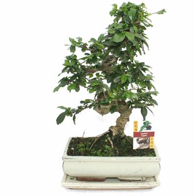 Bonsai Fukientee - Carmona microphylla - ca. 10 Jahre