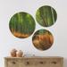 East Urban Home Designart 'Arashiyama Bamboo Grove Japan' Forest Wood Wall Art Set Of 3 Circles Wood in Brown/Green | 34 H x 44 W x 1 D in | Wayfair