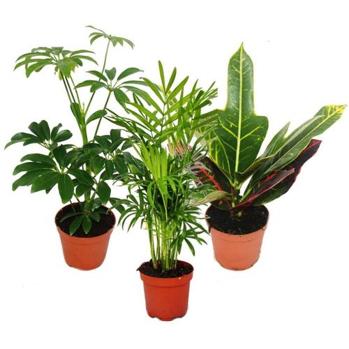 Zimmerpflanzen Set mit 3 Pflanzen - Typ 1- 9cm