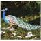 Decorazioni animali giardino & laghetto pavone grande in resina h 47 cm