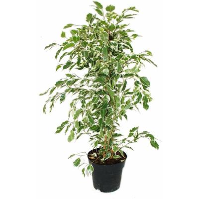 Ficus benjamini Twighlight im 17cm Topf