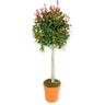 Amdgarden - Pianta di eugenia etna fire ornamentale ad alberello fuoco dell'etna vaso 20 cm