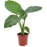 Plant In A Box - Alocasia Macrorrhiza - 'Oreille d'éléphant' - Pot 17cm - Hauteur 60-70cm - Vert